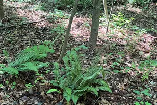 300 Christmas Rd, Warrenton, NC 27589 - Photo 33