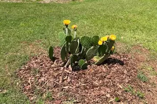 300 Christmas Rd, Warrenton, NC 27589 - Photo 49