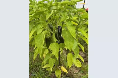 0 Beasley Road, Benson, NC 27504 - Photo 19