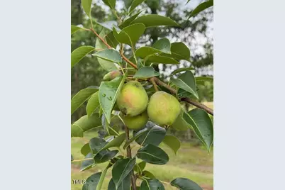 0 Beasley Road, Benson, NC 27504 - Photo 13