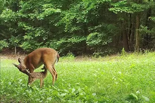 390 Line Creek Farm Rd, Yanceyville, NC 27379 - Photo 85