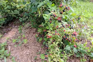 4008 Old NC 86, Hillsborough, NC 27278 - Photo 27