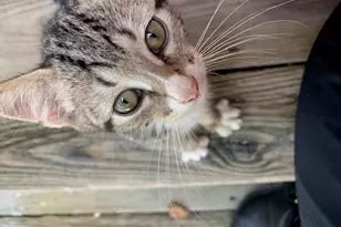 602 Wondertown Dr, Erwin, NC 28339 - Photo 29