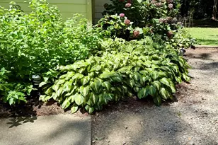 212 Long Needle Dr, Clayton, NC 27520 - Photo 31