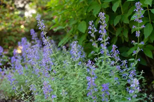 125 Lord Ashley Rd, Raleigh, NC 27610 - Photo 69