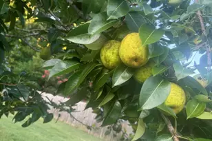 2315 Lansdale Rd, Hillsborough, NC 27278 - Photo 39