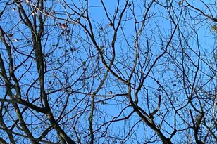 153 Ninovan Pl, Rougemont, NC 27572 - Photo 15