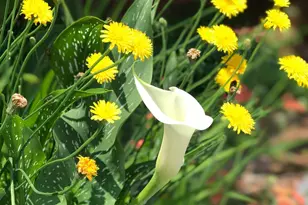 120 Chuckwagon, Louisburg, NC 27549 - Photo 73