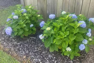 154 Gobbler Hl Trl, Willow Springs, NC 27592 - Photo 31