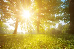 2210 Redpoll Dr, Apex, NC 27539 - Photo 5