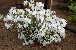 215 E Branch Street E, Spring Hope, NC 27882 - Photo 53