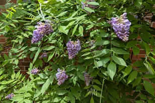 215 E Branch Street E, Spring Hope, NC 27882 - Photo 57