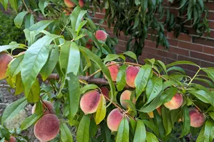 215 E Branch Street E, Spring Hope, NC 27882 - Photo 55