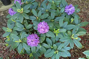 215 E Branch Street E, Spring Hope, NC 27882 - Photo 47