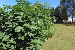 723 Bayberry Ct, Nashville, NC 27856 - Photo 61