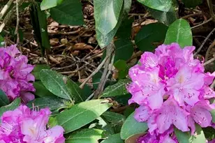 127 Cobblebrook Dr, Rougemont, NC 27572 - Photo 43