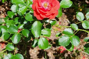 127 Cobblebrook Dr, Rougemont, NC 27572 - Photo 45