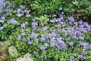 127 Cobblebrook Dr, Rougemont, NC 27572 - Photo 47