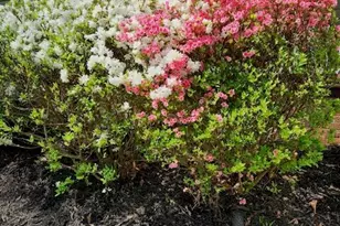 127 Cobblebrook Dr, Rougemont, NC 27572 - Photo 39