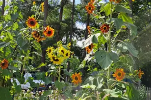 2811 Omah St, Durham, NC 27705 - Photo 57