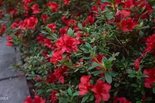 3812 Somerset Dr, Durham, NC 27707 - Photo 7