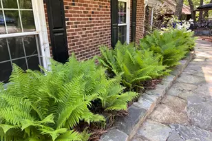 403 Brandywine Rd, Chapel Hill, NC 27516 - Photo 3