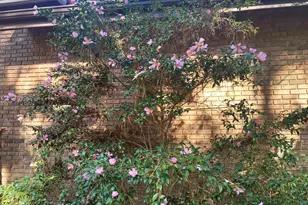 5008 Butternut Rd, Durham, NC 27707 - Photo 67