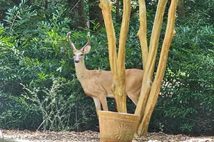 12413 Hardee Rd, Raleigh, NC 27614 - Photo 61