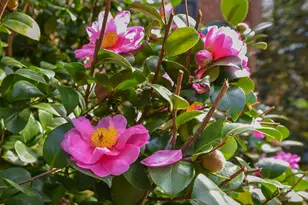 7108 Millstone Ridge Ct, Raleigh, NC 27614 - Photo 49