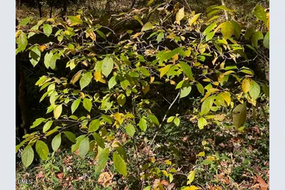 Lot 5 Sepelo Way, Efland, NC 27243 - Photo 17