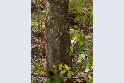 Lot 5 Sepelo Way, Efland, NC 27243 - Photo 19