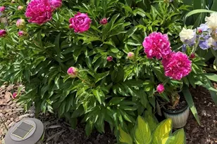 1220 Hillingdon Way, Raleigh, NC 27614 - Photo 41