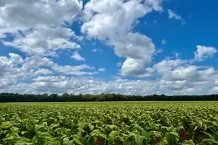 8450 Shallow Crk Trl, Bailey, NC 27807 - Photo 31