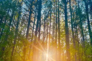 0 S Plank Rd, Sanford, NC 27330 - Photo 11