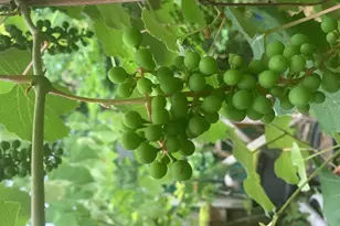 500 N Gulf St, Sanford, NC 27330 - Photo 19