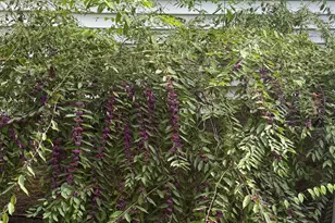 1011 Scotsburg Trail, Hillsborough, NC 27278 - Photo 5