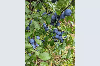 1055 Kelly Drive, Nashville, NC 27856 - Photo 45