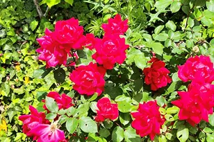 415 E Lane St, Raleigh, NC 27601 - Photo 55