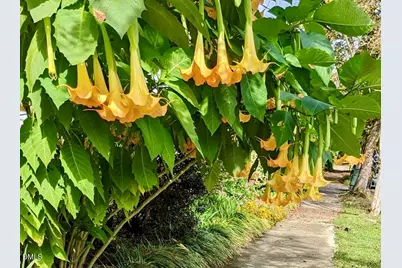 415 E Lane Street, Raleigh, NC 27601 - Photo 53