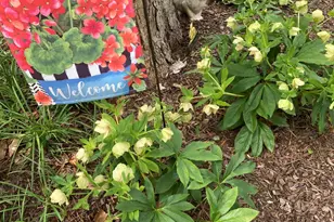 2064 Oxford Rd, Henderson, NC 27536 - Photo 59