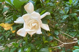 8019 Satillo Ln, Raleigh, NC 27616 - Photo 31