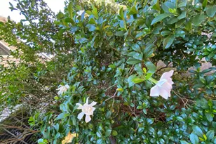 8019 Satillo Ln, Raleigh, NC 27616 - Photo 27