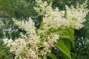 1424 Mapleside Ct, Raleigh, NC 27609 - Photo 67