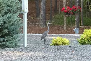 7516 Apex Barbecue Rd, Apex, NC 27502 - Photo 35