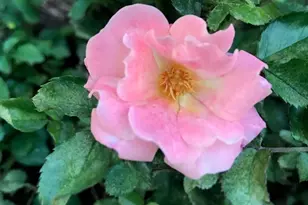 7516 Apex Barbecue Rd, Apex, NC 27502 - Photo 37