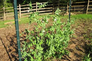 7709 Kittinger Ct, Wake Forest, NC 27587 - Photo 31