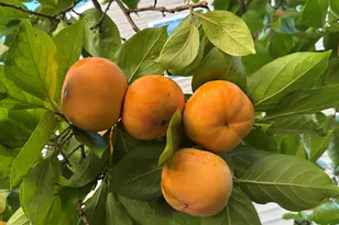 216 Oswego Ct, Morrisville, NC 27560 - Photo 21