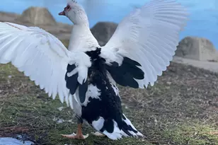 68 Muskogee Rd, Angier, NC 27501 - Photo 31