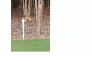 452 Brodie Rose Landing Way, Smithfield, NC 27577 - Photo 77