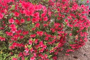 3116 Avondale Ct, Raleigh, NC 27613 - Photo 49